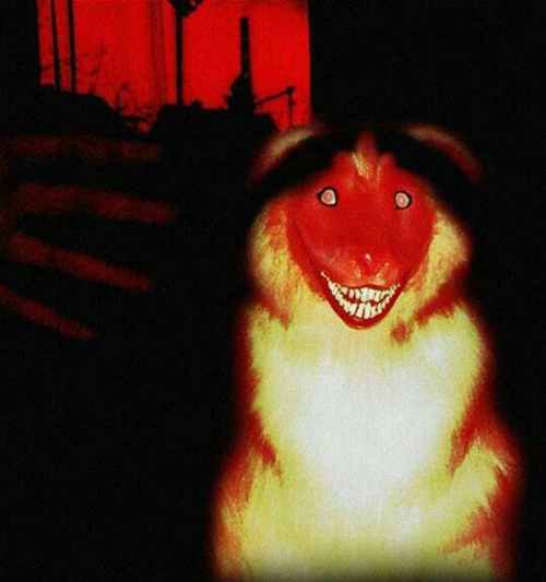 微笑狗恐怖原图 自从看了那张图片好久没缓过神来