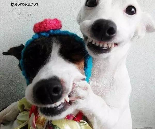 ������,�տ�ָ,΢Ц��,������ ���ܶ�����������һ����Ƥ����