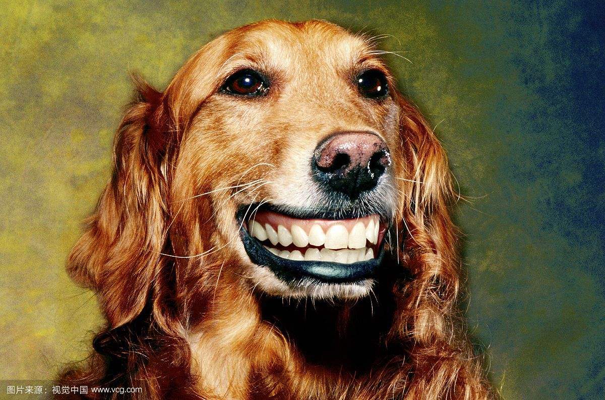smile dog�ֲ�ԭͼ 1990���ʿ��΢Ц�¼�