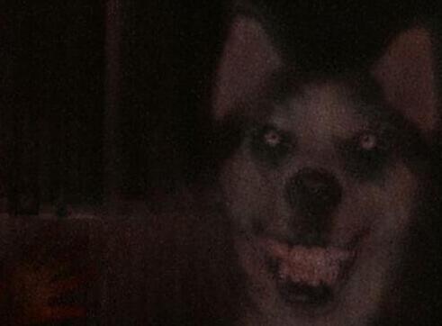 smile dog�ֲ�ԭͼ 1990���ʿ��΢Ц�¼�