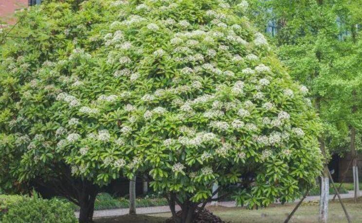 ʯ骻�Ϊʲô�Ǿ���ζ Ϊʲôʯ骻������ۻ���ζ��