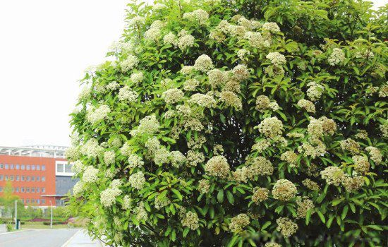 ʯ骻�Ϊʲô�Ǿ���ζ Ϊʲôʯ骻������ۻ���ζ��