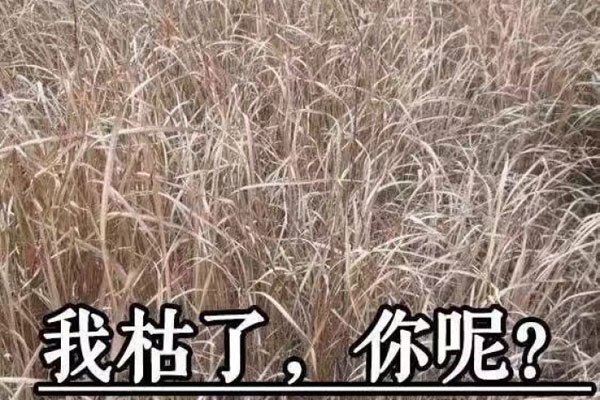 开飞机是啥意思? 男女之间说开飞机是什么意思(污到不能看)