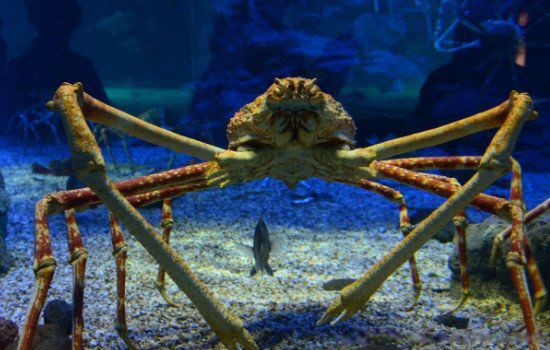 �ձ��˷����������ʵ��Ƭ 2011���ձ��˷����¼������СŮ��