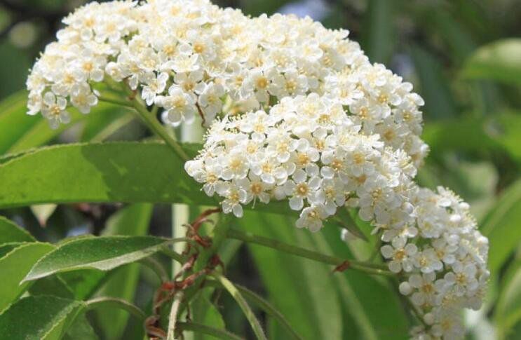 石楠花的味道是啥味道 淫树之花石楠花为什么叫最污花的味道