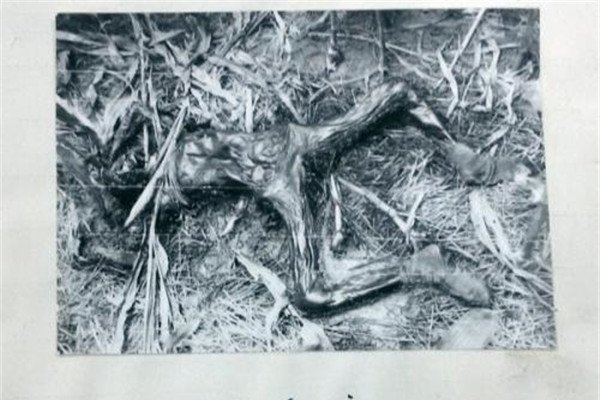 �����󰸵�������˭ ���������󰸵�����ȥ��(��ذ참��Ա)