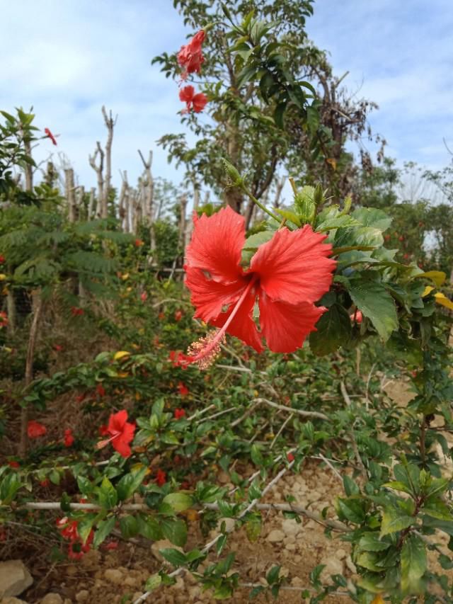 ������ͷ���Ů����ʲô���� ����ͷ���Ů���������̵�