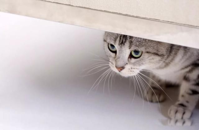 ���3��19�뿳���ֽ�Ѫ�ȳ��� ��鱱���ֲ�Ѫ����Ƭ(�������Դ�)