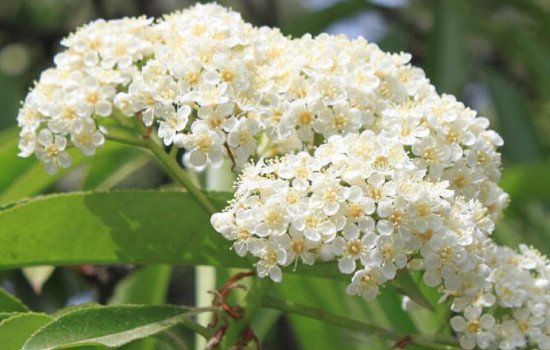 ʯ骻���ζ��Ů������Ϊʲô�Ầ�� ΪʲôŮ��������ʯ骻�(ζ������Һ)