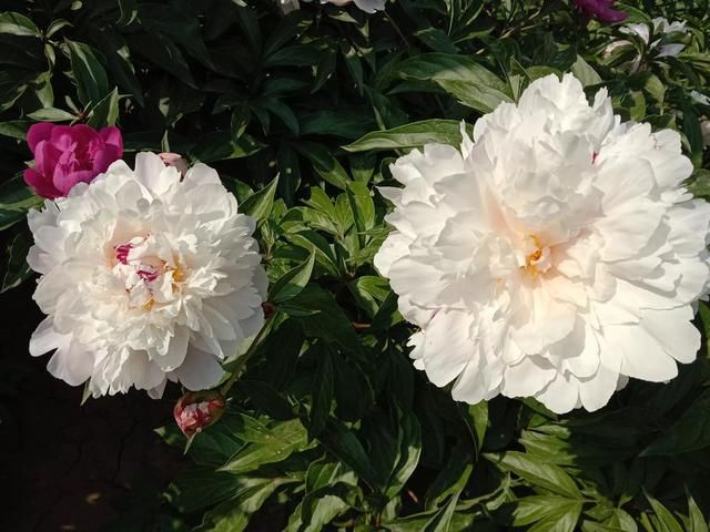 Ԭ¡ƽ���¼����� ʵ������֪��Ԭ¡ƽ�����¼��;���