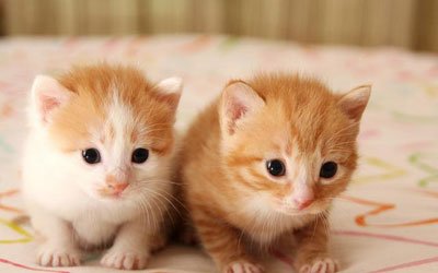 ������è��Ϊ����è���� Ϊʲô˵������èΪ����