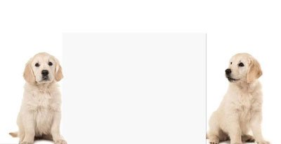 ������è��Ϊ����è���� Ϊʲô˵������èΪ����