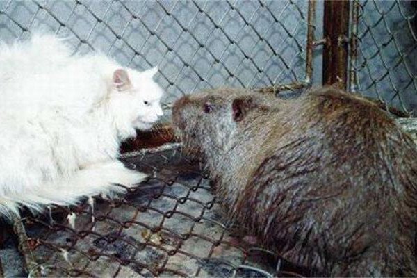 �й���������ͼƬ ������������150��(��è��Ҫ��)