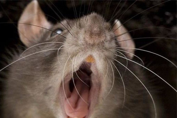 �й���������ͼƬ ������������150��(��è��Ҫ��)