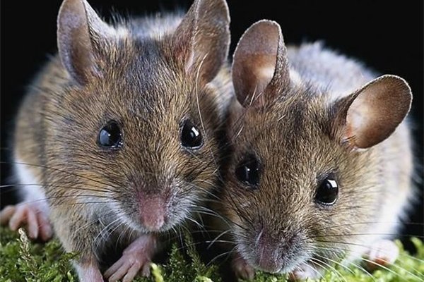 �й���������ͼƬ ������������150��(��è��Ҫ��)