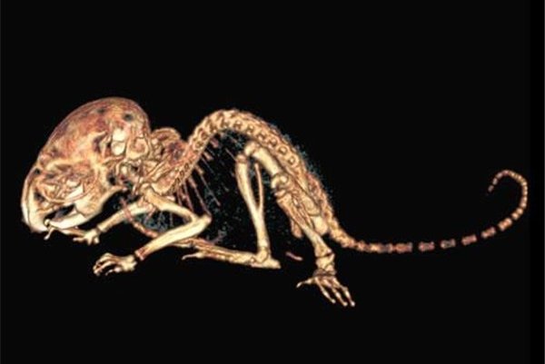 �й���������ͼƬ ������������150��(��è��Ҫ��)