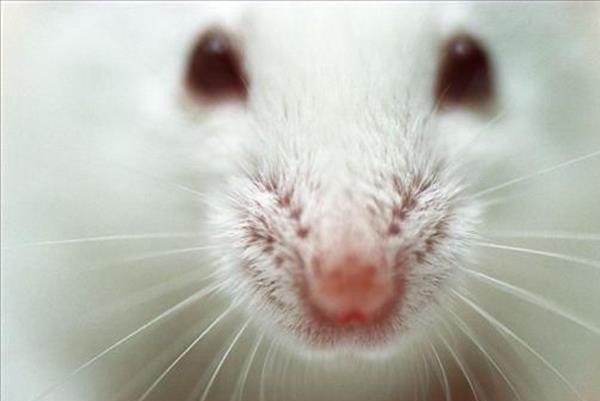 �й���������ͼƬ ������������150��(��è��Ҫ��)