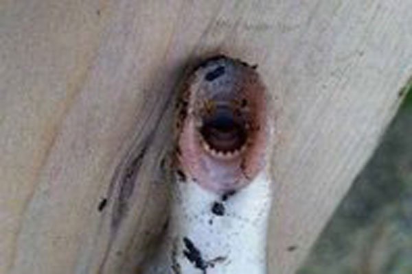 ʲô�ǿ���ָ������֥��Ů�� �ܼ��־�֢ͼƬ����ʵ����