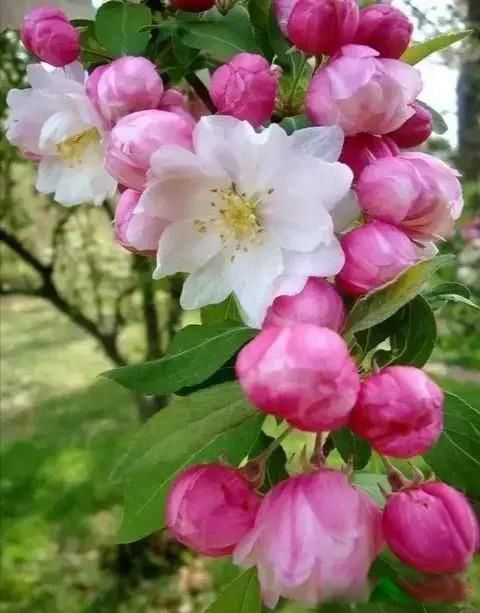 Ҷ��Ůʿ��� �й�Ҷ������Ϊʲô��Ů��