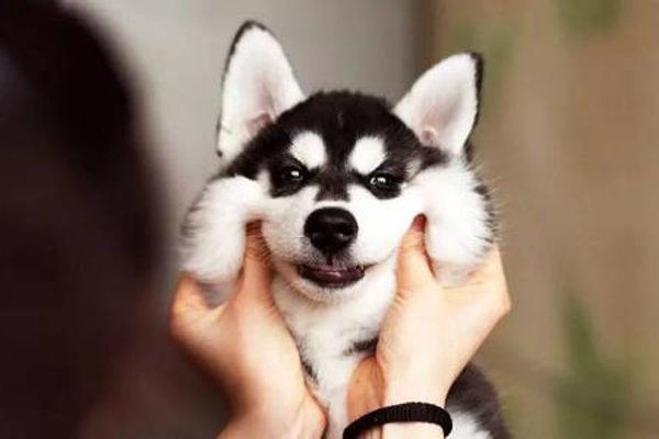 ΢Ц���¼�����ô���¶� һ�Ź�ʿ������Ц����Ƭ��ʲô��