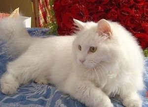 ʨ��è����Ǯһֻ ��ͨ���г���100Ԫ����