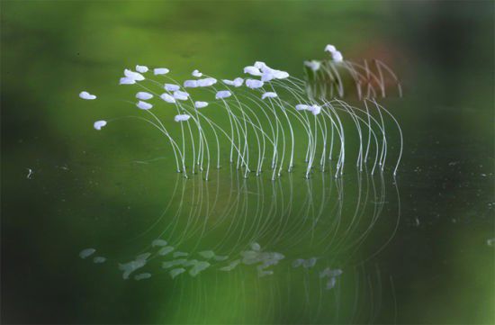 ������޻��������ش�֮Ԥ�� ������޻��Ĵ�˵ʥ�˹���