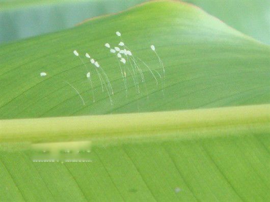 ������޻��������ش�֮Ԥ�� ������޻��Ĵ�˵ʥ�˹���