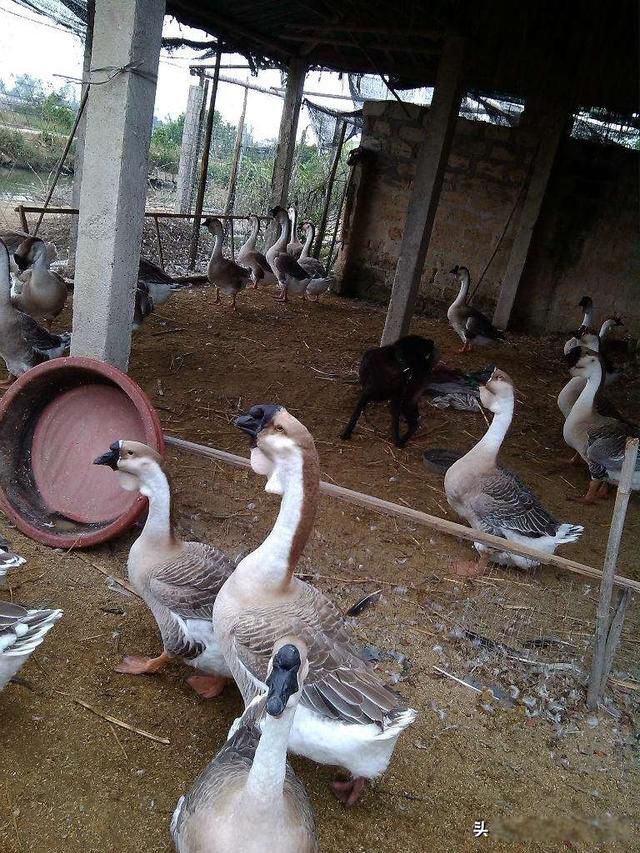 ����ʲô��õ����߷�����ʲô �̴��ũ������С����