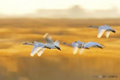 ��������������ֻ��һ��Ӣ������ ܿܿ������Ϊ��������