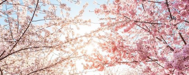 ����������ТΪʲô������ ����˪�������ٺ���