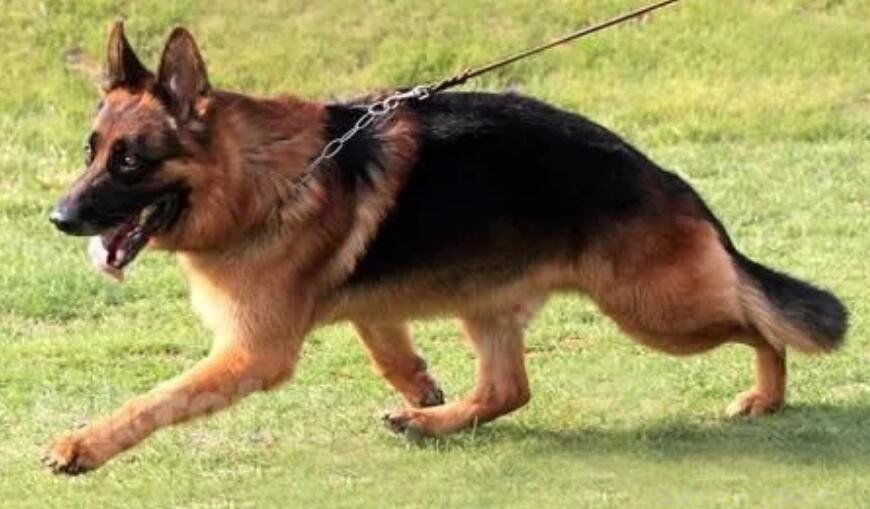 ������Ȯ����ǰʮ�Ĺ� ����Ȯɱ��������ǿ����