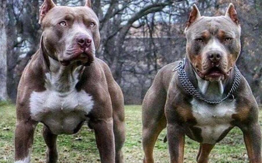 ������Ȯ����ǰʮ�Ĺ� ����Ȯɱ��������ǿ����