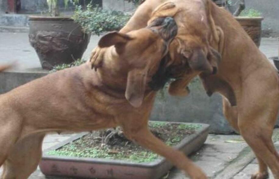 ������Ȯ����ǰʮ�Ĺ� ����Ȯɱ��������ǿ����