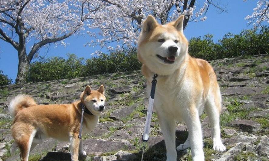 ������Ȯ����ǰʮ�Ĺ� ����Ȯɱ��������ǿ����