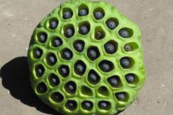 莲蓬乳,空手指,芝麻手,微笑狗,牙膏脸啥意思 普通人浏览会不适绝对不要看