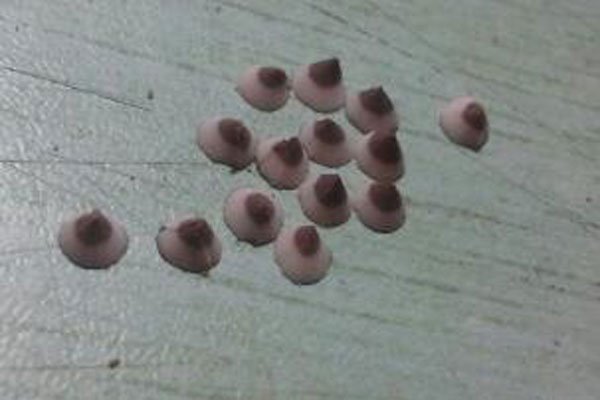 莲蓬乳,空手指,芝麻手,微笑狗,牙膏脸啥意思 普通人浏览会不适绝对不要看