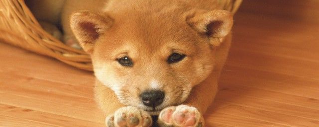 ���ӷɵ����ﴰ̨����ʲô Ԥ�ף����ӷɵ��������Ǻ��»��ǻ���