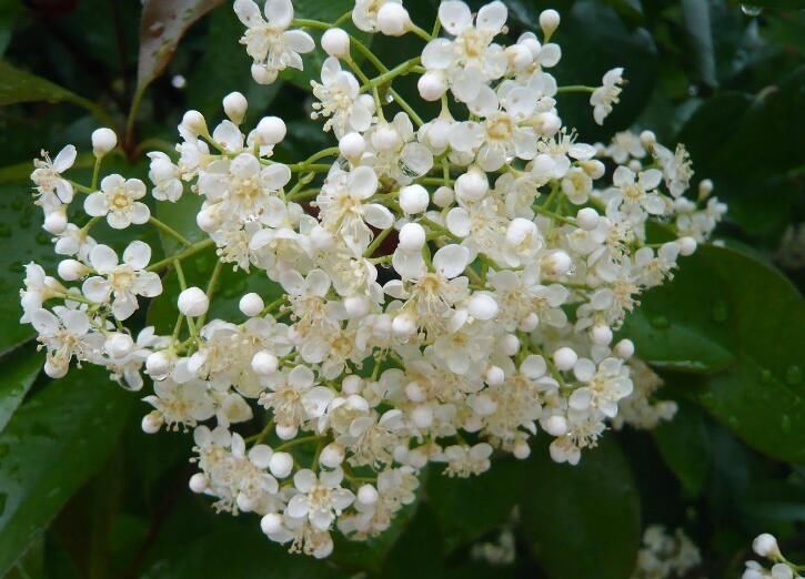 ʯ骻���ζ��Ů������Ϊʲô�Ầ�� Ϊʲô��ʯ骻�Ů��������(��