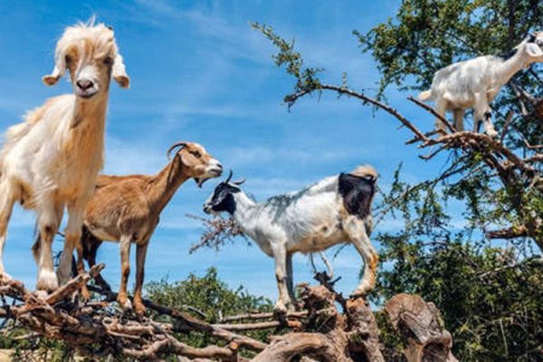 ��������ô��ͼƬ �򺫹������������ܹ�ע�Ĵʻ�