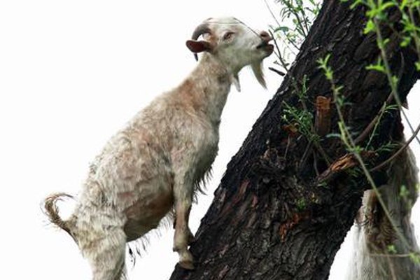 ��������ô��ͼƬ �򺫹������������ܹ�ע�Ĵʻ�