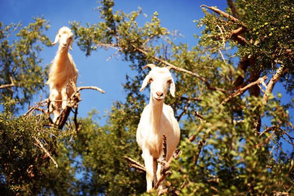 ��������ô��ͼƬ �򺫹������������ܹ�ע�Ĵʻ�