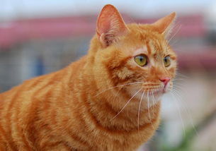 ����ܿ���˼�鼰���� ����ܿ���Ϲ��ο������Ͻ���