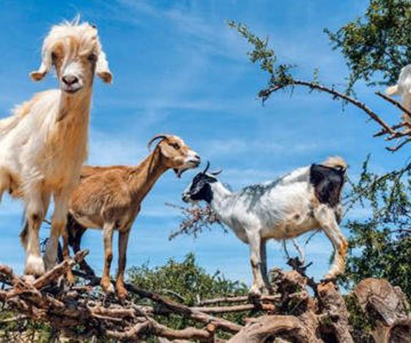 ��������ɶ��˼ ������ʽ����Ů֮��������������Ƭ