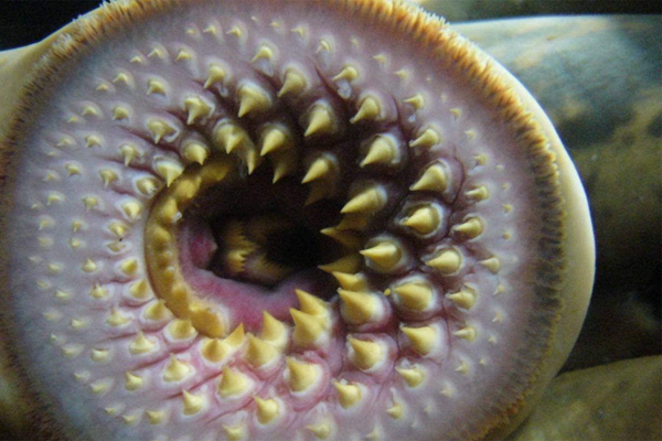 ����ָͼƬ(��СĪ��) �ֲ����ĵĿ���ָ����ô�γɵ�(PS���)