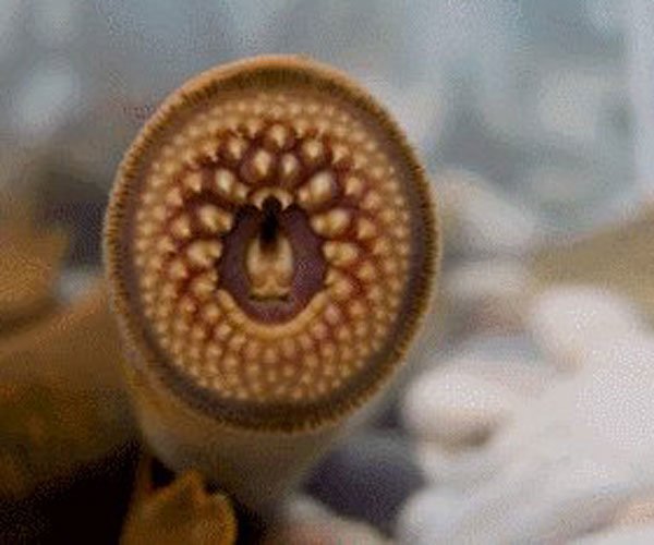 ����ָͼƬ(��СĪ��) �ֲ����ĵĿ���ָ����ô�γɵ�(PS���)