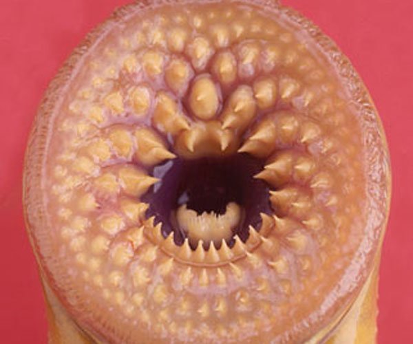 ����ָͼƬ(��СĪ��) �ֲ����ĵĿ���ָ����ô�γɵ�(PS���)