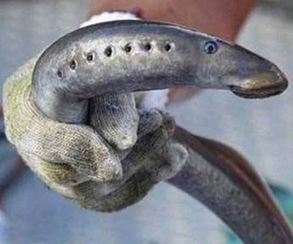 ����ָͼƬ(��СĪ��) �ֲ����ĵĿ���ָ����ô�γɵ�(PS���)