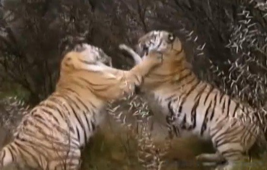 �޶�����Ҫɱ���޶������ һɽ���ݶ�����δ������ɱ��