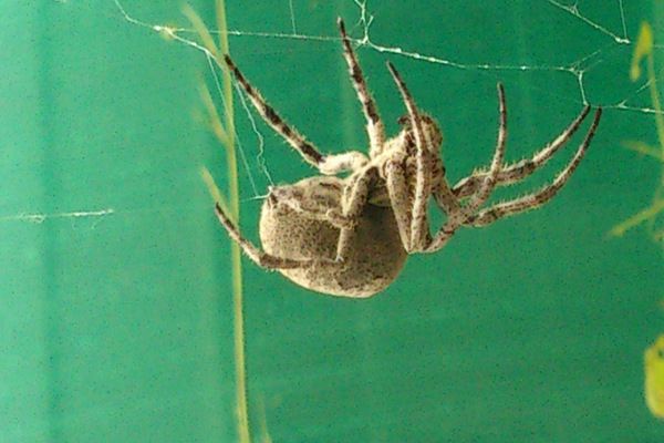 晚上蜘蛛千万别打死 家里出现蜘蛛预示风水?代表着什么?