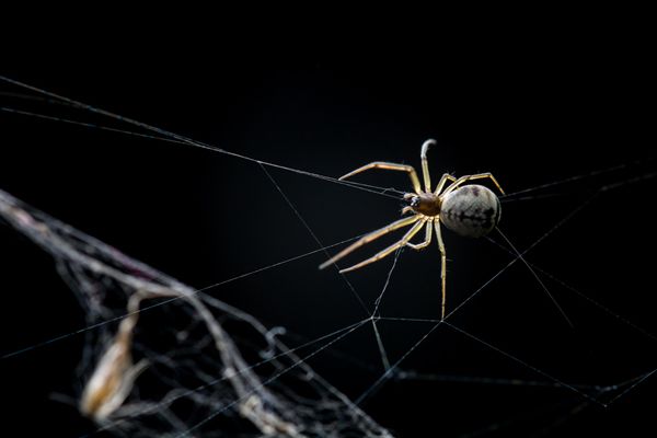 晚上蜘蛛千万别打死 家里出现蜘蛛预示风水?代表着什么?